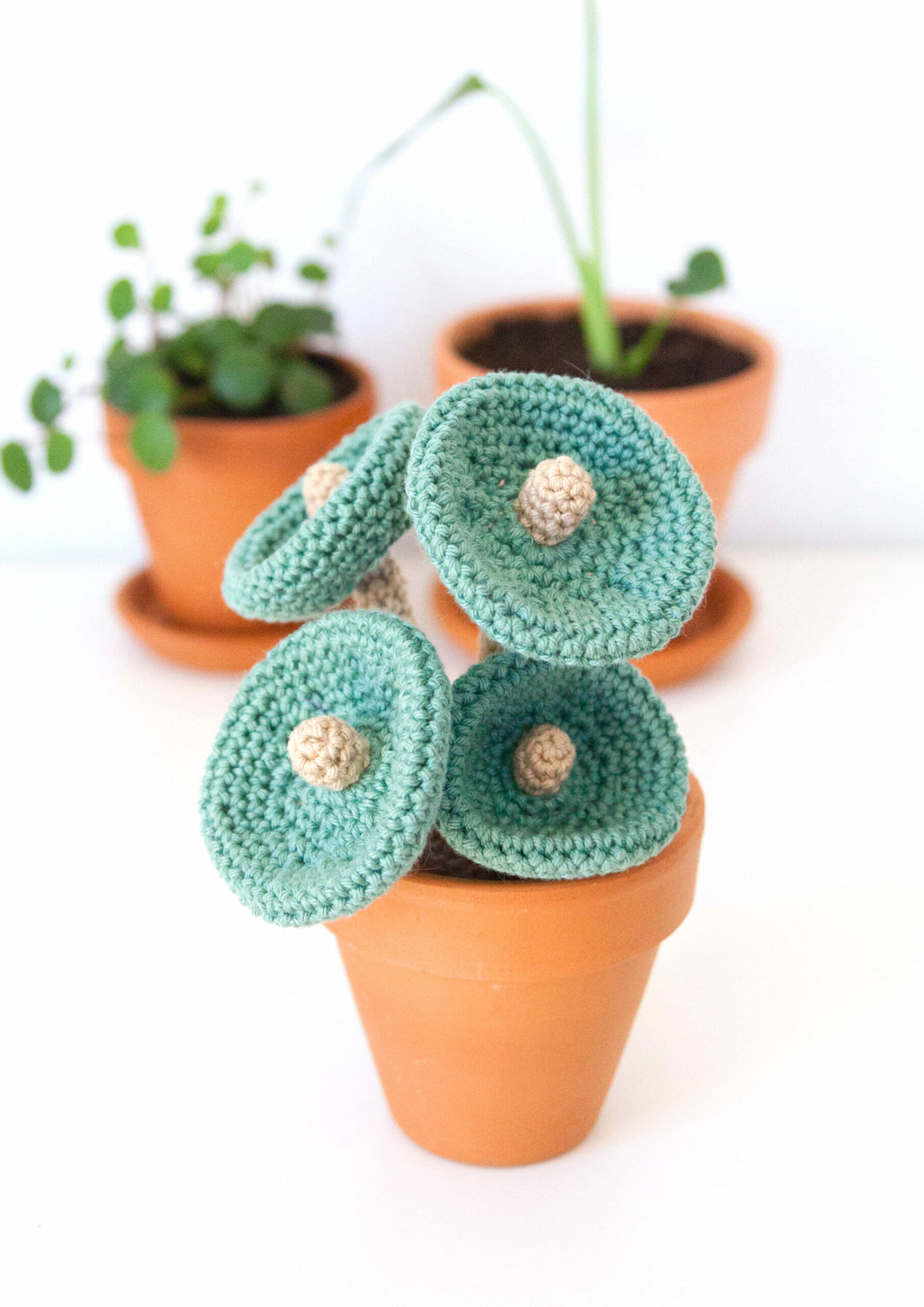 PATRÓN GRATIS  Decorativa Planta en la Técnica de Amigurumi paso a paso